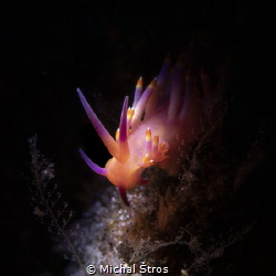 Flabellina sp. ...using snoot by Michal Štros 